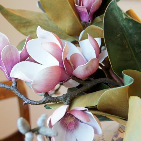 Magnolien Magnolien